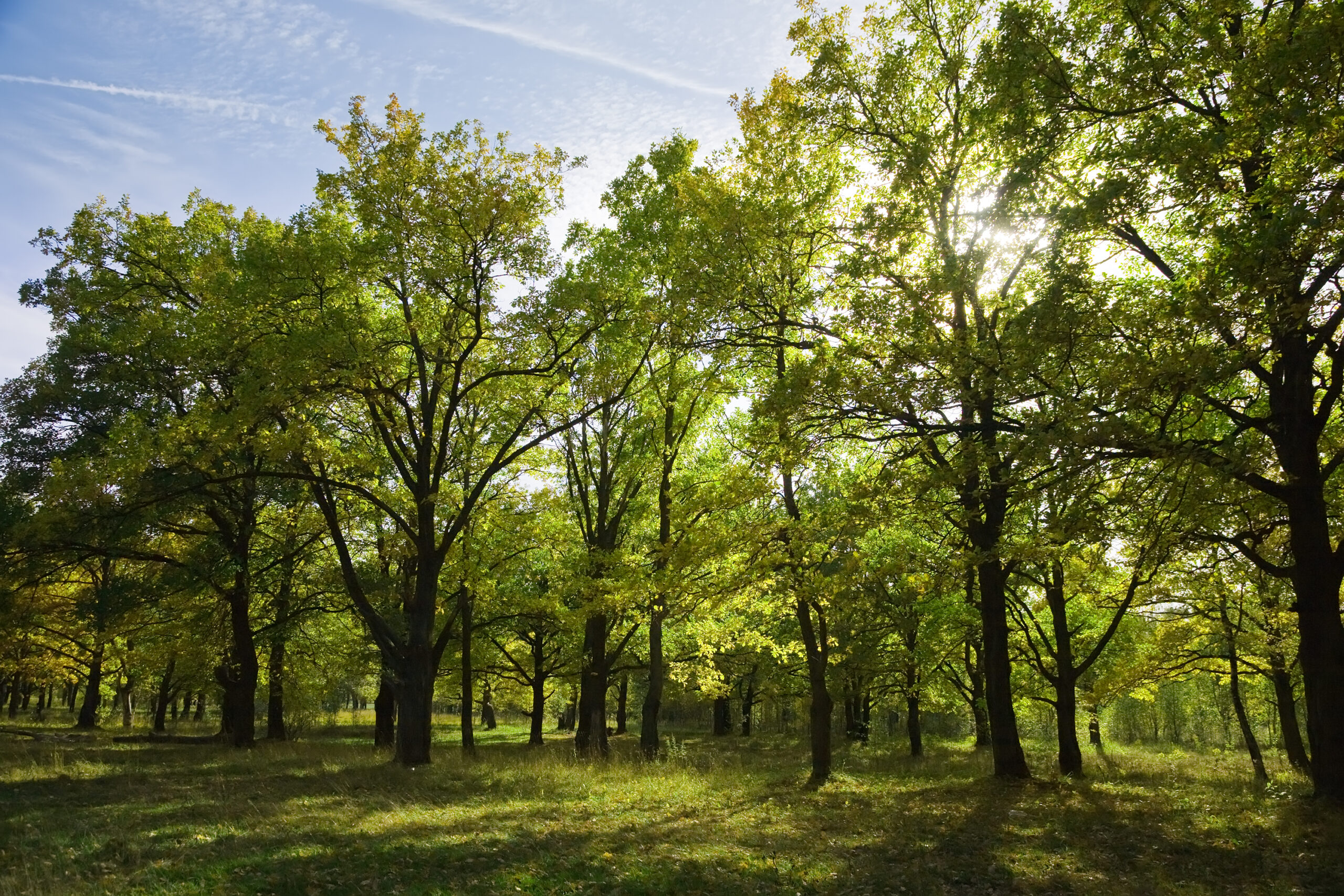 grove in summer Gesunder Sommerwald – Naturschutz und Wiederaufforstung mit Planet Tree